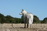 SIBERIAN HUSKY 650